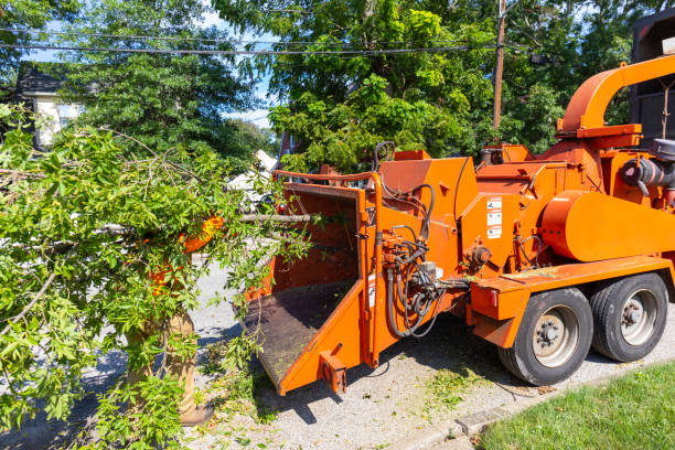 Residential Tree Removal in Swoyersville, PA